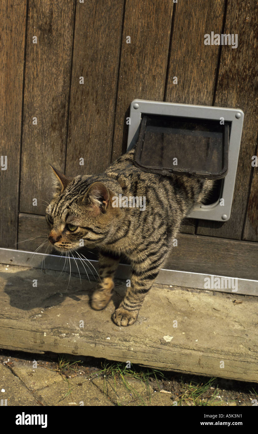 Tabby Katze mit Katzenklappe Tür nach draußen Haus zu kommen Stockfoto