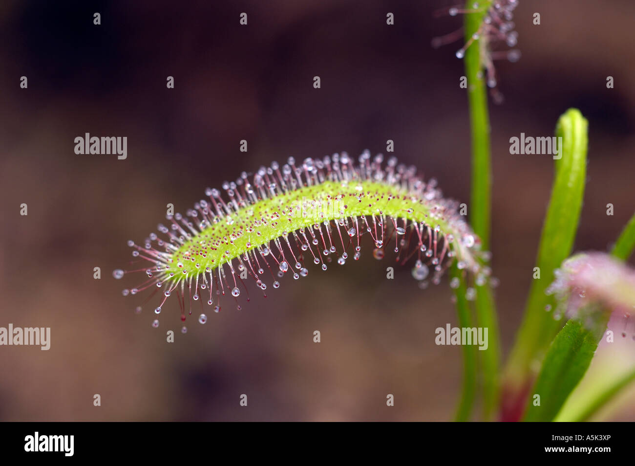 Drosera Capensis, Südafrika Stockfoto