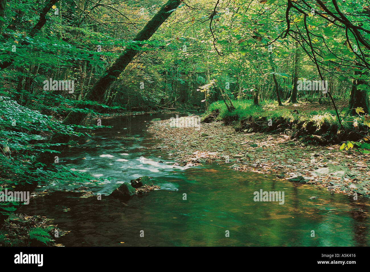 Der Fluss exe in Wald bei Dulverton, im Exmoor Nationalpark, Somerset, Großbritannien. Stockfoto