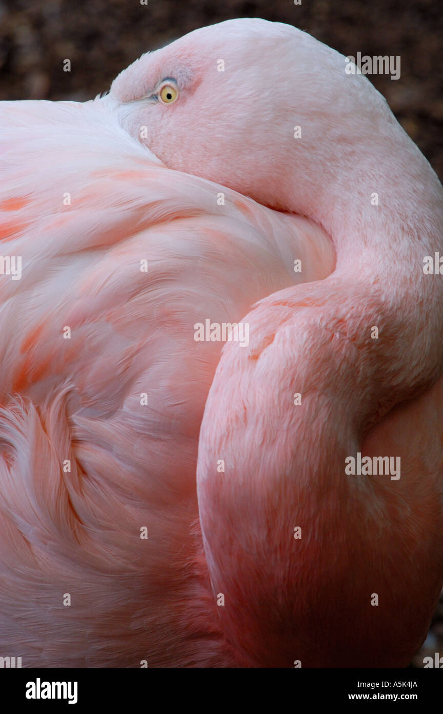 Chilenische Flamingo Phoenicopterus Chilensis North Carolina Zoological Park Asheboro North Carolina Stockfoto