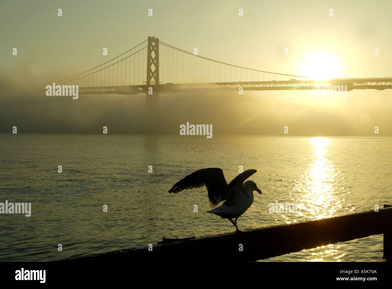 Baybridge im Morgennebel mit Möwe. San Francisco, Kalifornien, USA Stockfoto