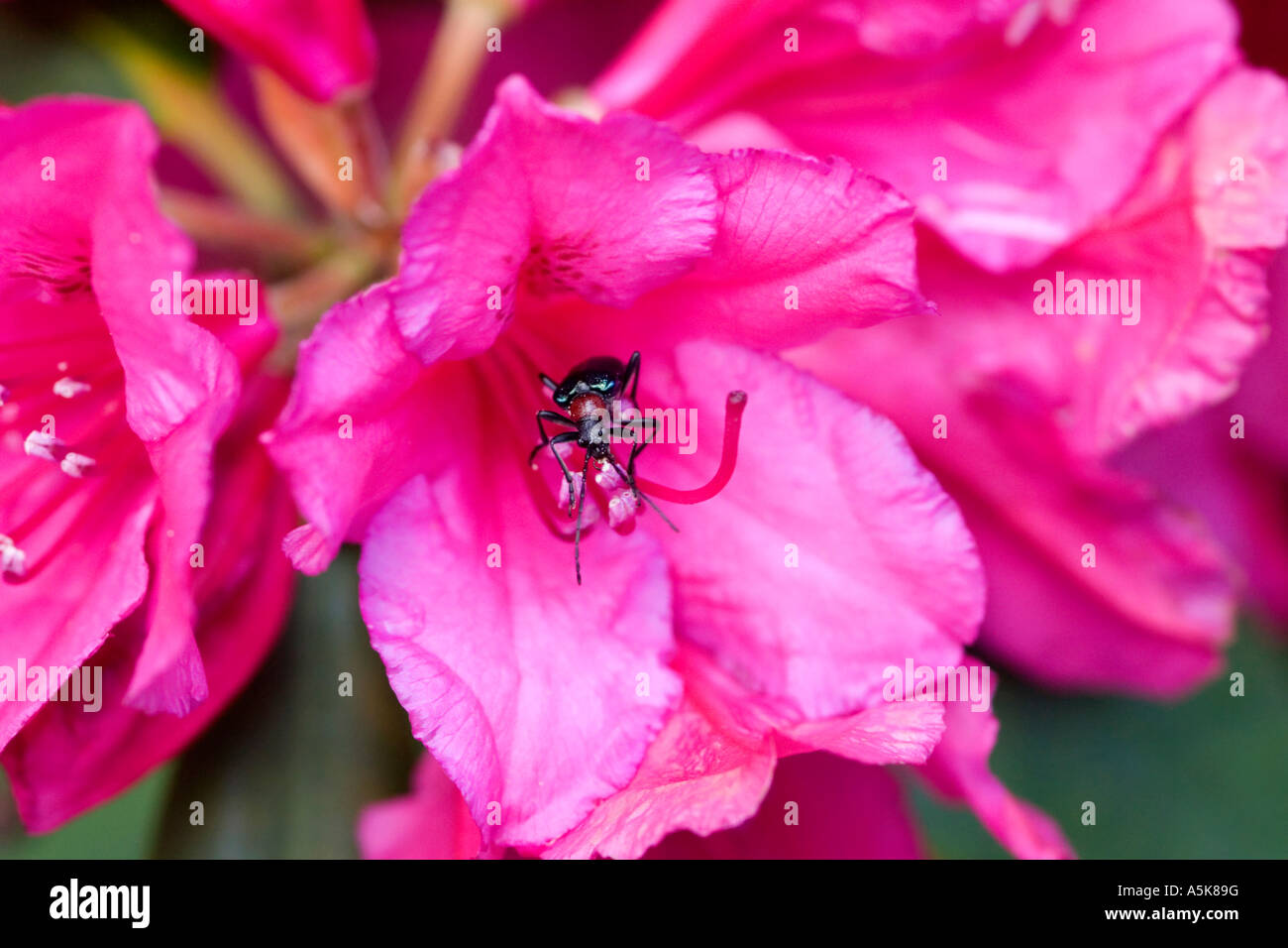 Rhododendron Arboreum Blume mit Käfer Coleoptera Stockfoto