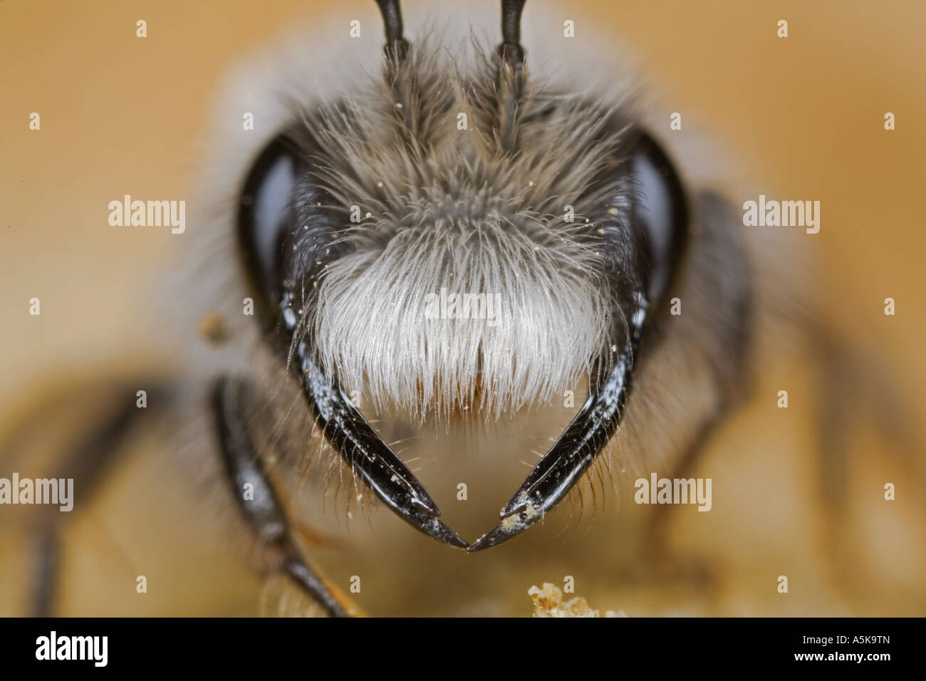 Grey Mining Bee (Andrena Vaga), wilde Biene Stockfoto