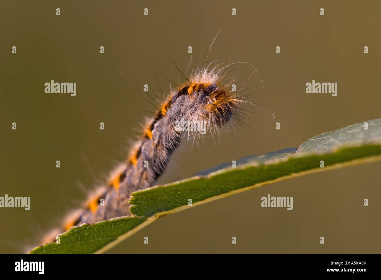 Schmetterling Raupe auf Blatt Stockfoto