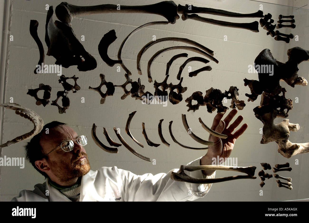Ein Arzt in einem weißen Kittel untersucht Knochen eines Eisenzeit Tuberkulose Opfers aus 300BC Stockfoto