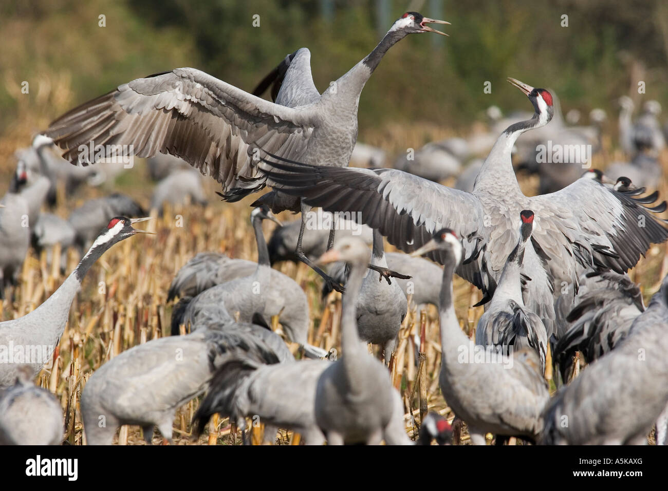 Krane, kämpfen (Grus Grus), Nationalpark Vorpommersche Boddenlandschaft, Mecklenburg Vorpommern, Deutschland Stockfoto