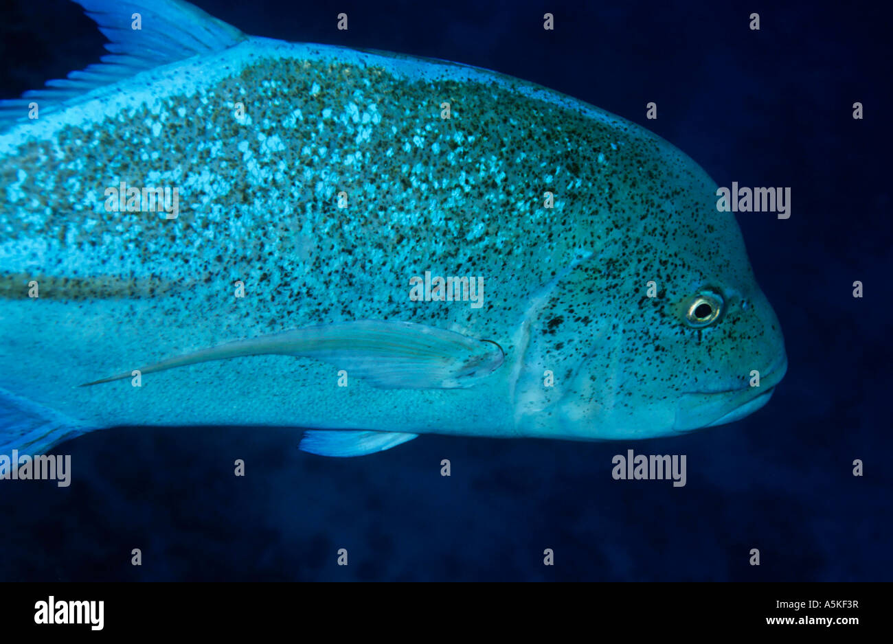 Bluefin Trevally (Caranx Melampygus) im Roten Meer, Ägypten. Stockfoto