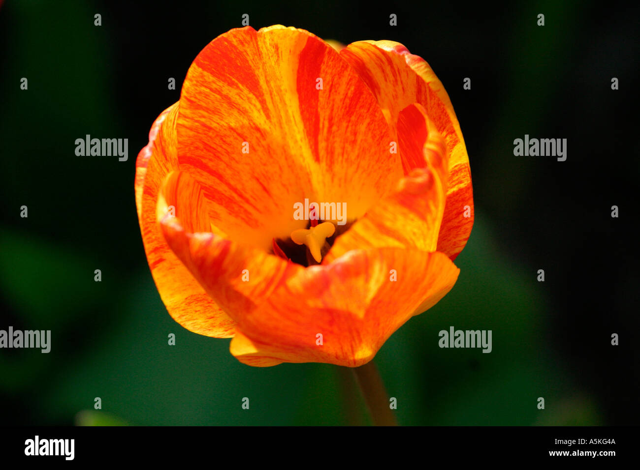 Nahaufnahme von Tulip Stockfoto