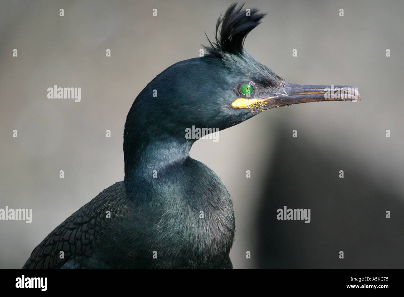 Closeup Kopf- und Halskrebs Schuss von Shag Isle of May Firth of Forth Stockfoto