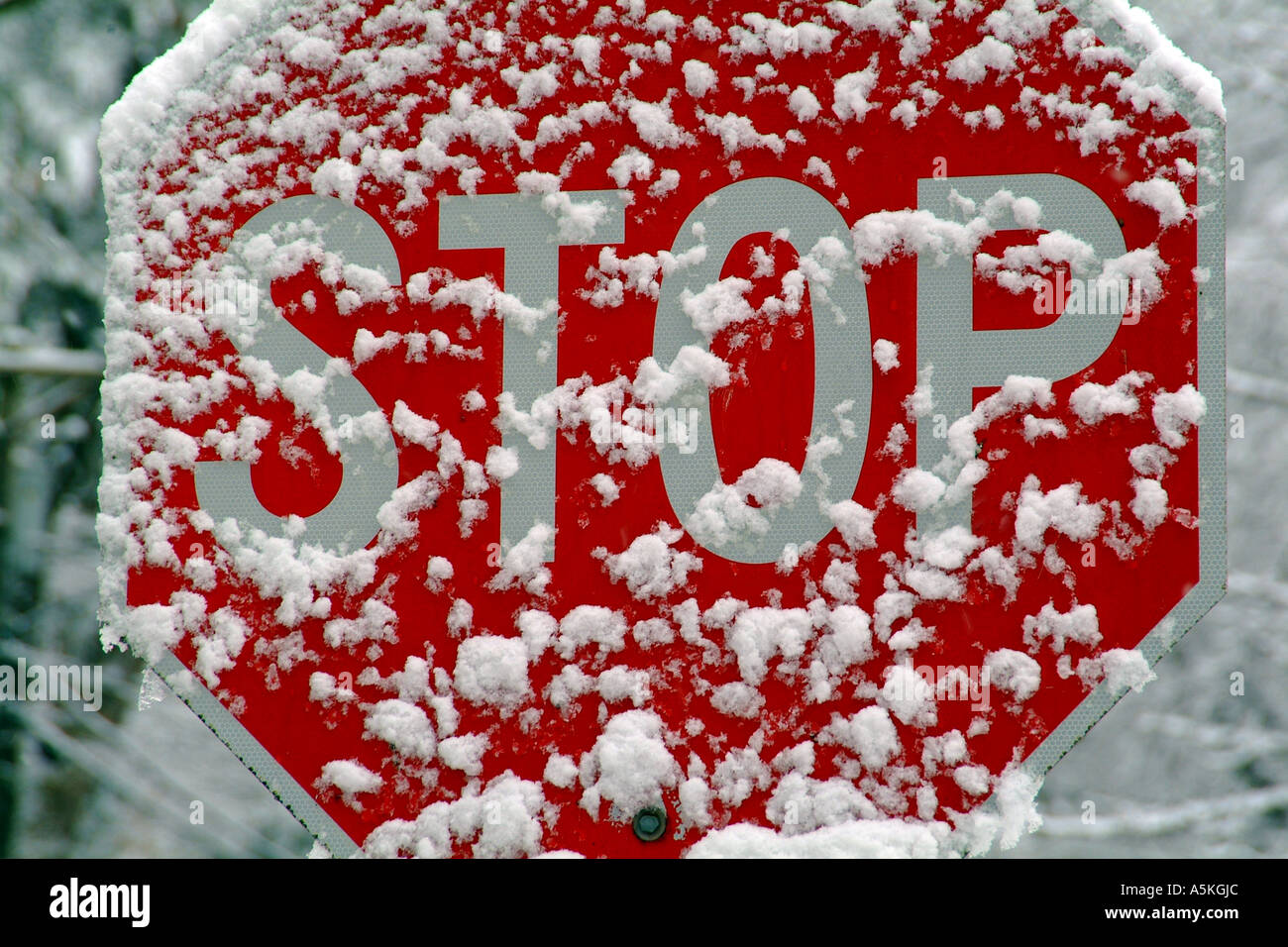 Stop-Schild in einem Schneesturm im Schnee bedeckt. Stockfoto