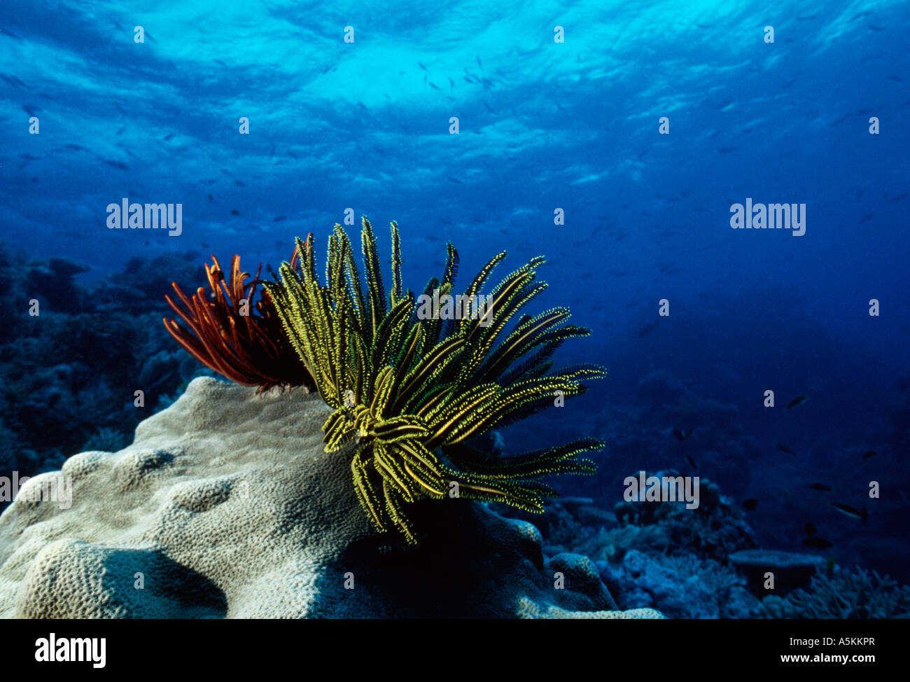Australien GBR Bowl Riff Ziele Bommie Unterwasser Riff malerische gelbe Spitzen Crinoid auf Korallen Kopf Stockfoto