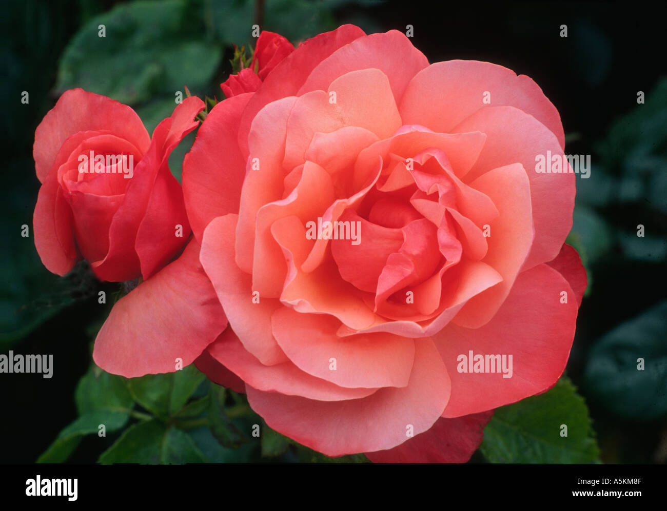 Rosa Silver Jubilee rot rosa hybride Terose königlichen Garten Pflanze Blume Rosen Stockfoto