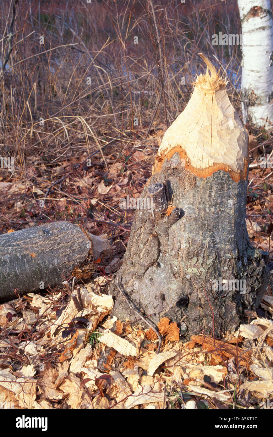 Hexenloch teich Fotos und Bildmaterial in hoher Auflösung Alamy