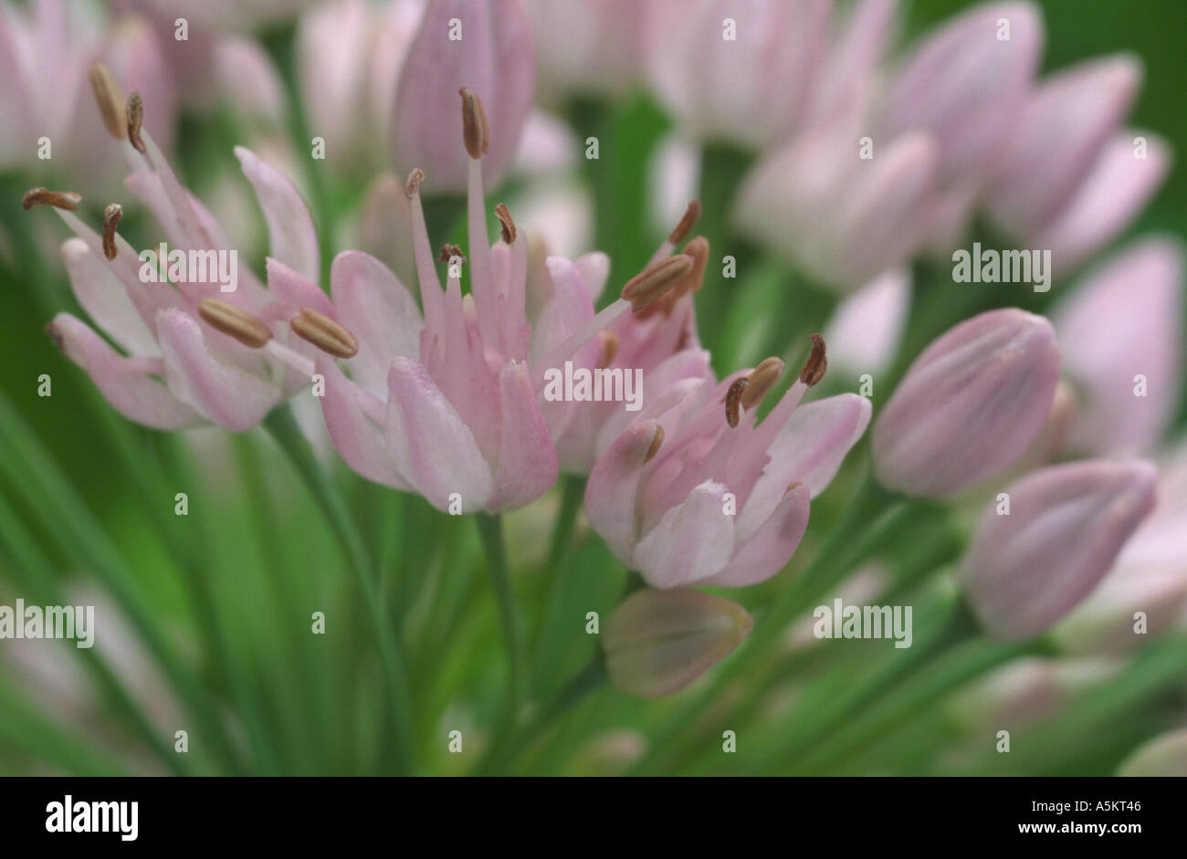 Allium Nutans Stockfotos und bilder Kaufen Alamy