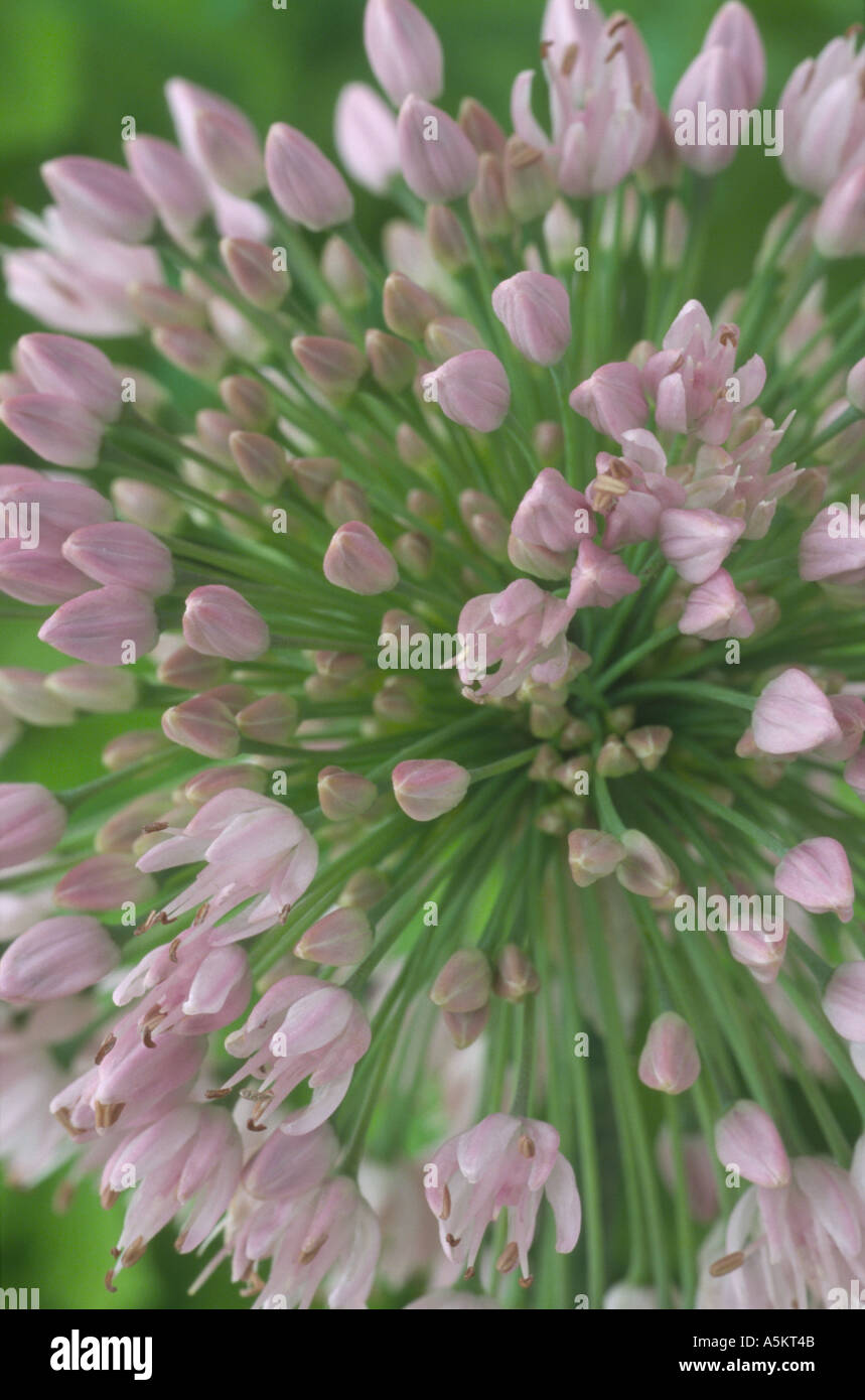 Allium Nutans. Ornamentale Zwiebel Stockfoto