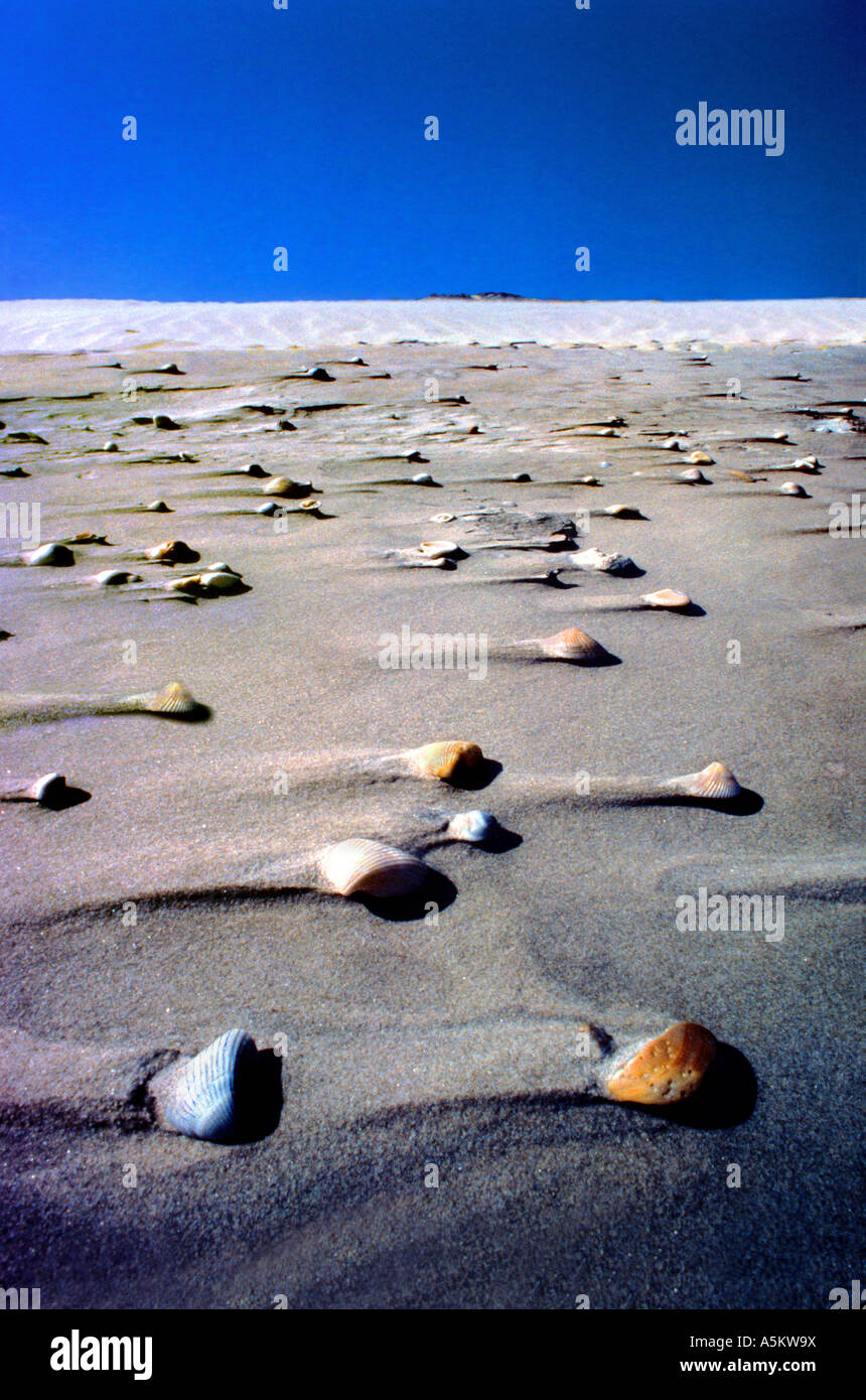 Muscheln, die von der Flut auf South Padre Island National Seashore auf der Texas Gulf Coast gestrandet Stockfoto