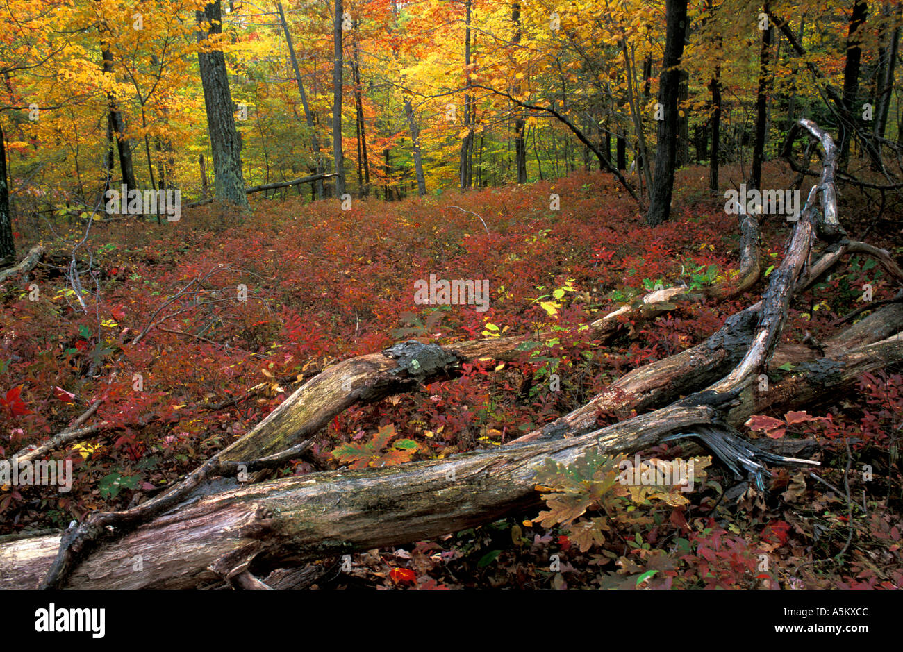 Verlieben Sie sich derzeit in einer Eiche Hickory-Wald in Connecticut s Litchfield Hills Heidelbeeren füllen den Unterwuchs Kent Schuleigentum Stockfoto