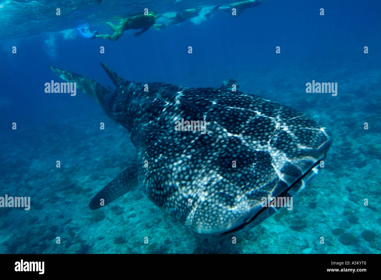 Schnorchler beobachtet einen Walhai, der Firma IPCON Typus, Ari Atoll, Malediven. Stockfoto