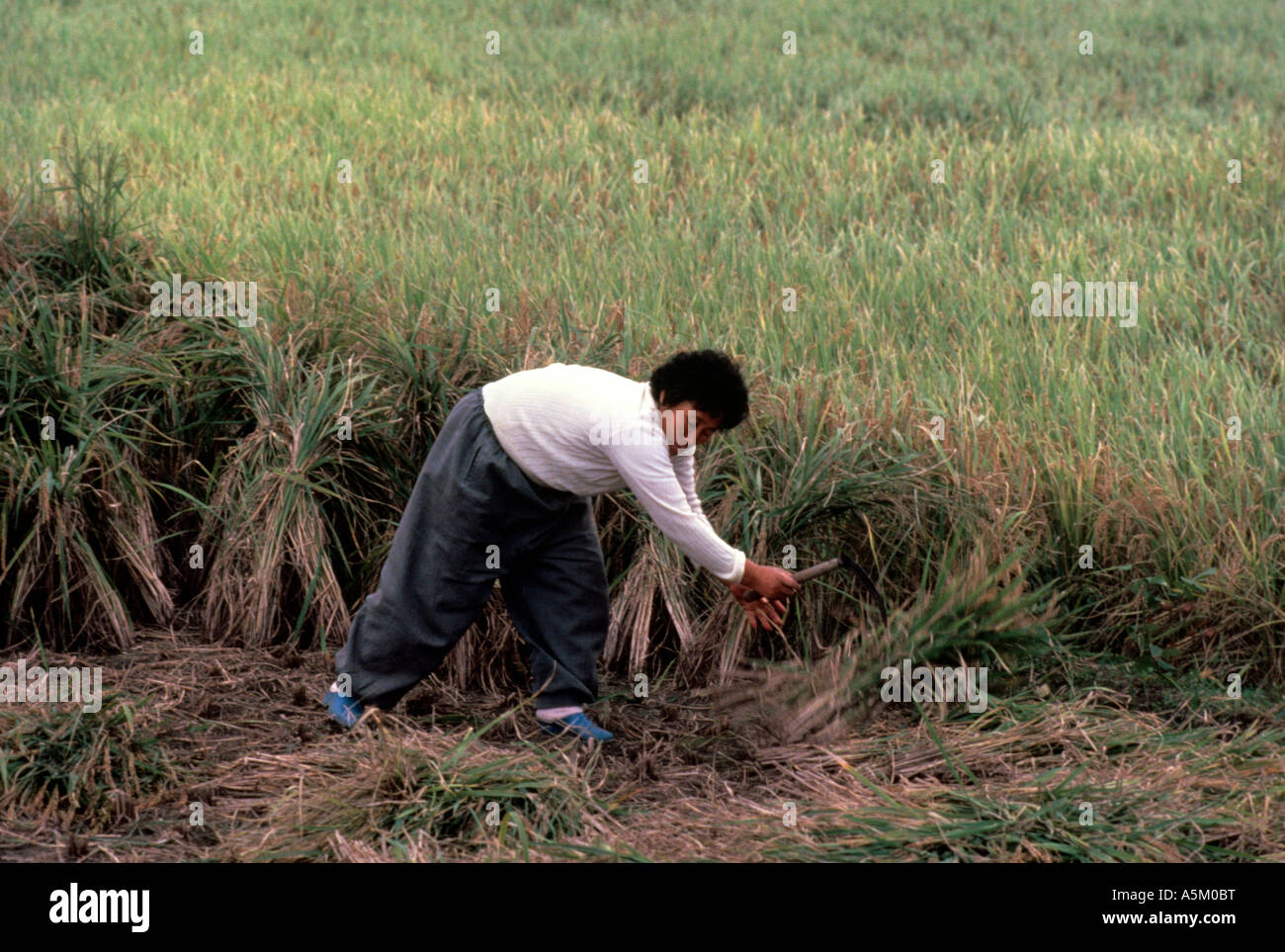 Auf einem Bauernhof in der Nähe von Taegu eine südkoreanische Frau Hand schneidet Reis und bündelt es in Garben. Stockfoto