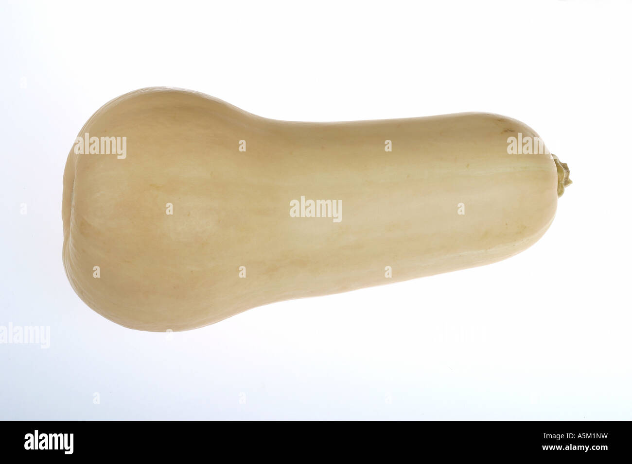 Butternut-Kürbis auf weißem Hintergrund Stockfoto