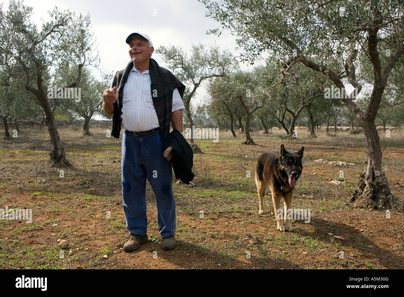 Ein Bauer mit seinem Schäferhund in den Olivenbäumen auf seiner Farm in Apulien, Süditalien. Stockfoto