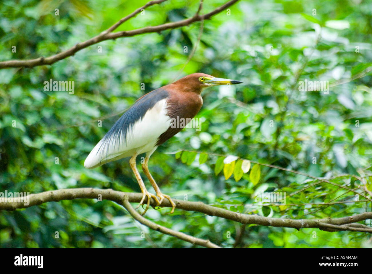 Die Nankeen Nachtreiher Nycticorax Caledonicus auch bekannt als der Rufous Nachtreiher Stockfoto