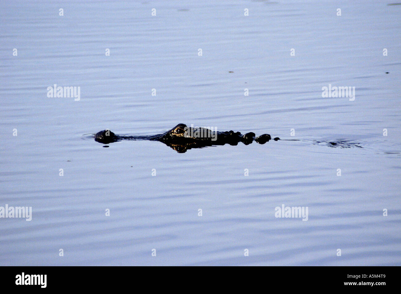 St. Johns River Florida amerikanischer Alligator Tierwelt Natur Stockfoto