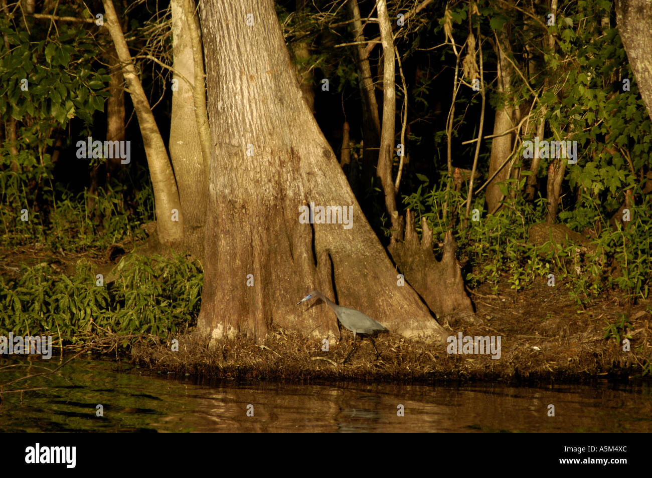 St. Johns River Florida fl Wasserstraße Bäume Zypresse Zypresse Wurzeln Tri Color Reiher Natur Tierwelt Vögel Stockfoto