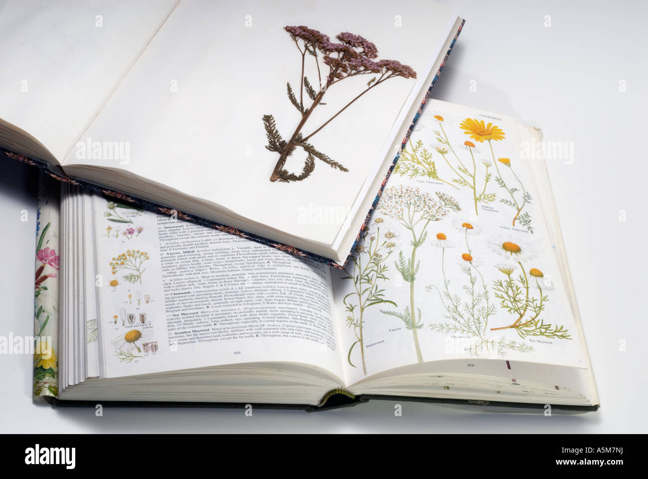"Trockenblumen" und Identifizierung Buch Stockfoto