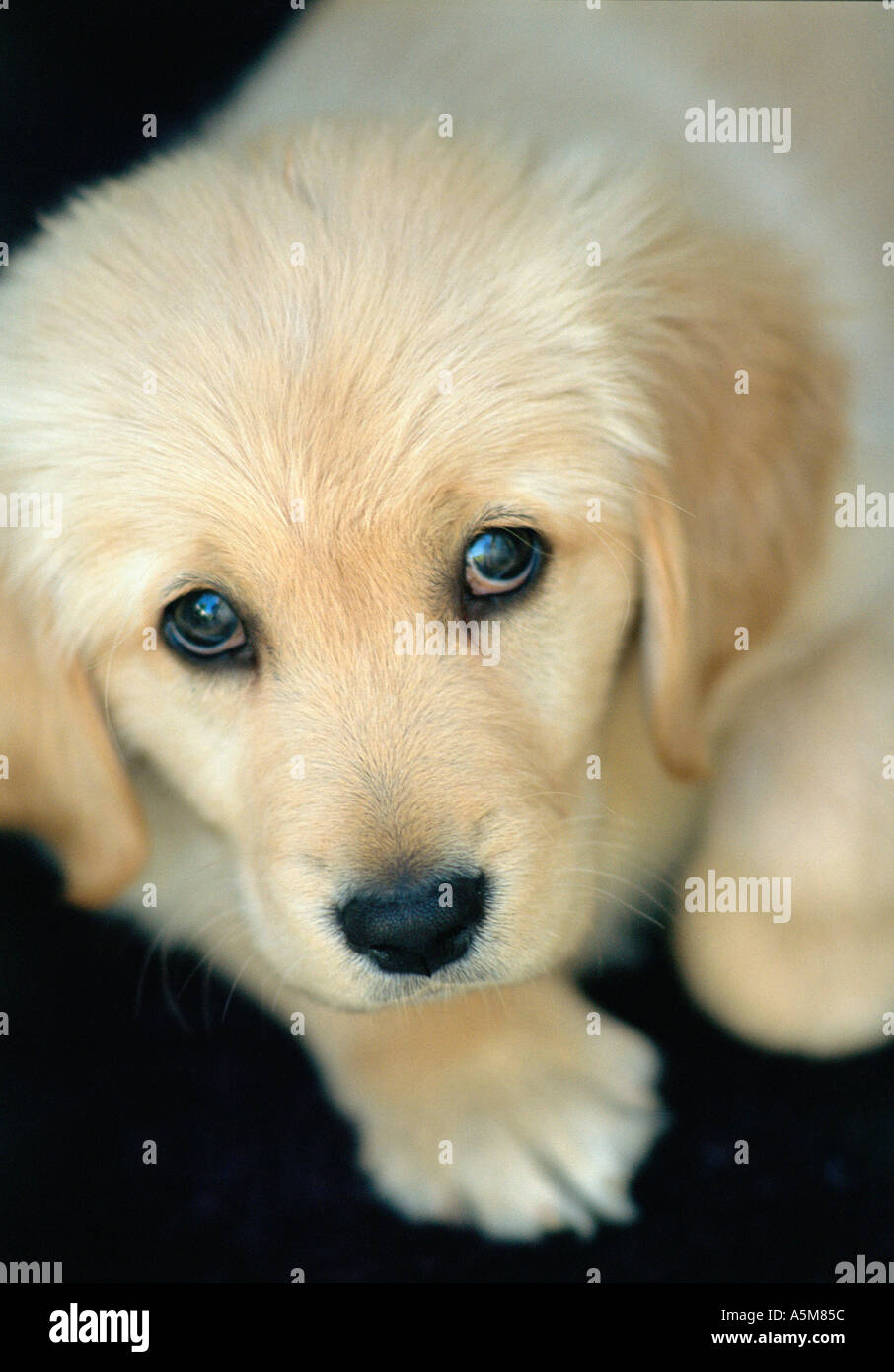 Golden Retriever Welpe 2 Monate alt Stockfoto