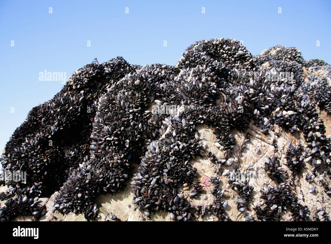 Gemeinsamen essbare Muschel, Mytilus Edulis klammerte sich an Felsen am Meeresufer. Stockfoto