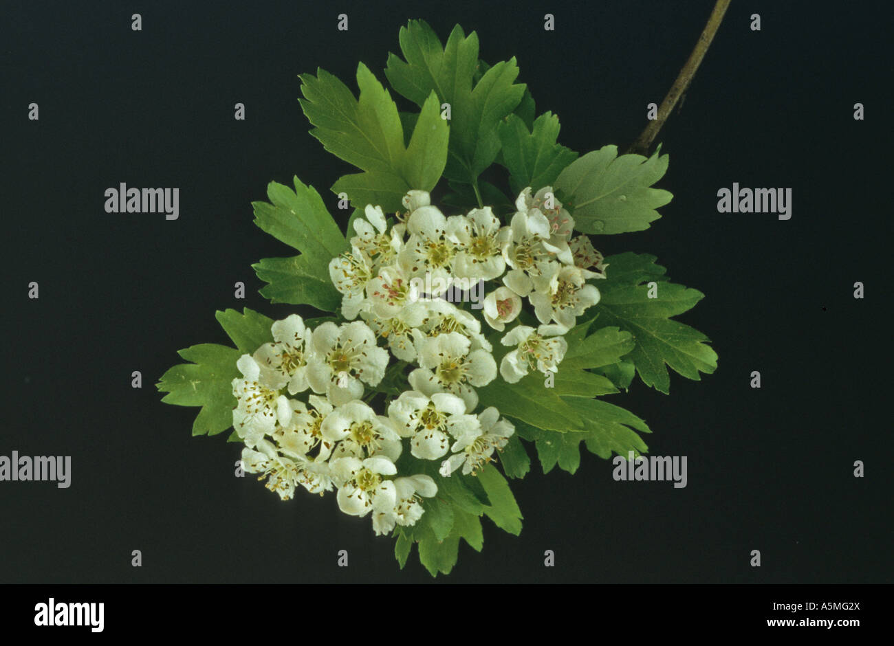 Crataegus, Weißdorn, Thornapple, Hawberry genannt Stockfoto