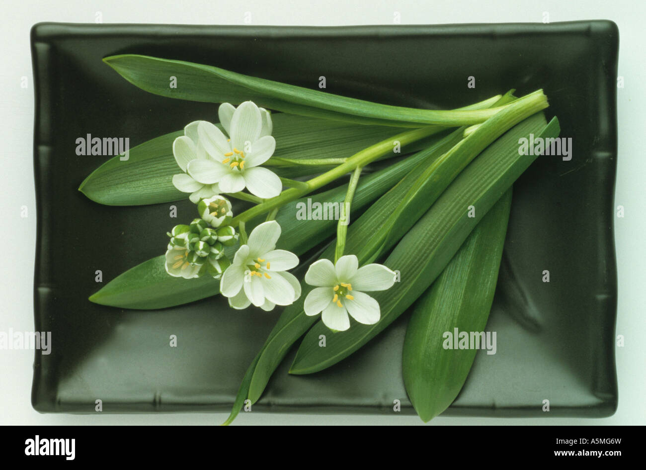 Ornithogalum Umbellatum, Star-of-Bethlehem, Grass Lily, Heilpflanze Stockfoto