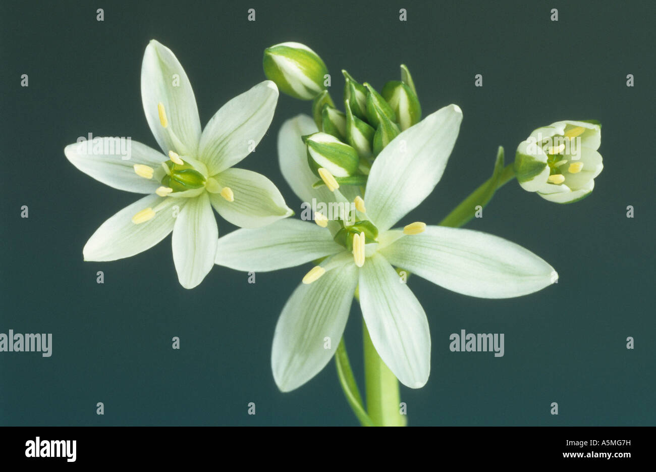 Ornithogalum Umbellatum, Star-of-Bethlehem, Grass Lily, Heilpflanze Stockfoto