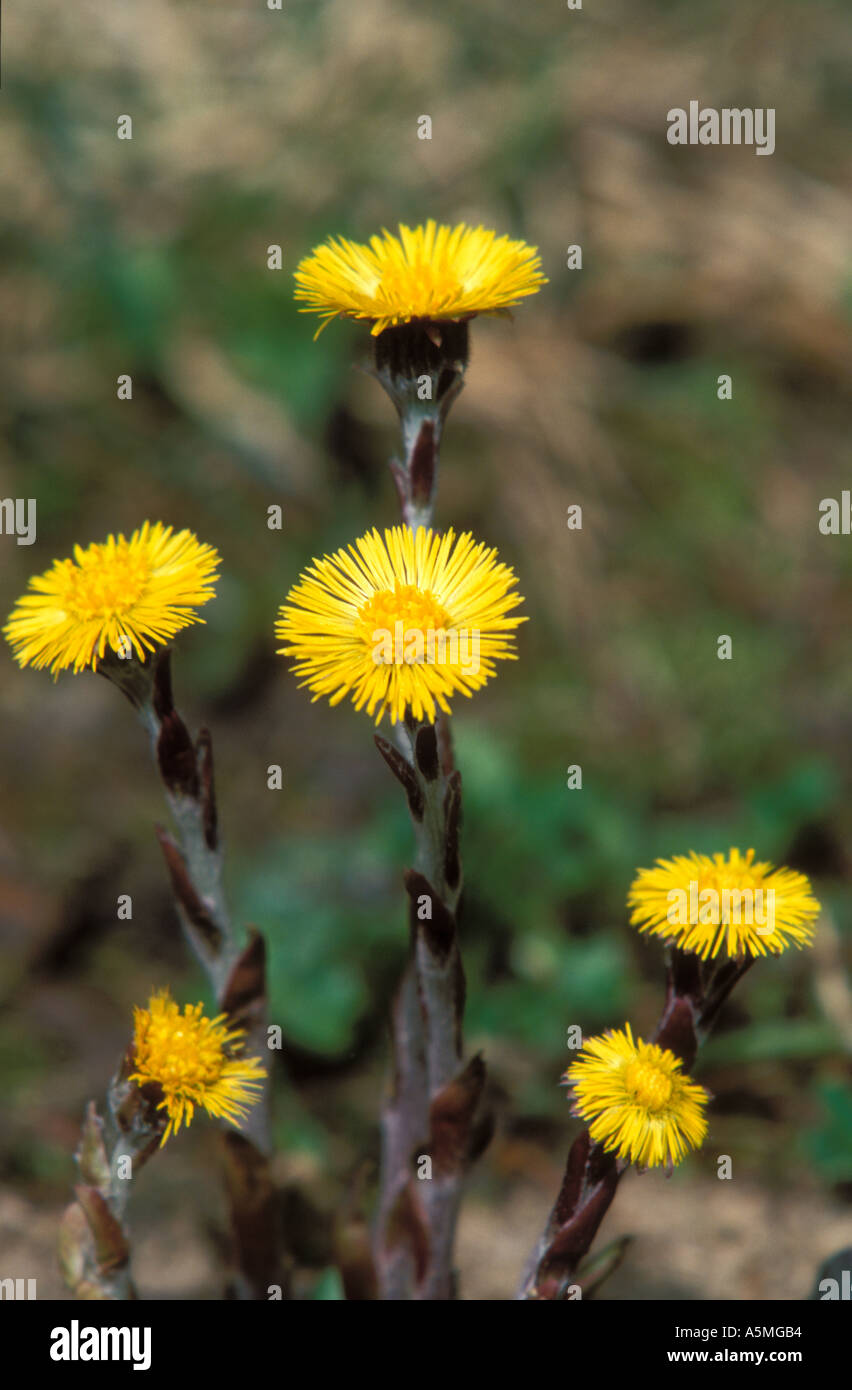 Huflattich Tussilago Farfara L Astderaceae Berner Alpen der Schweiz Stockfoto