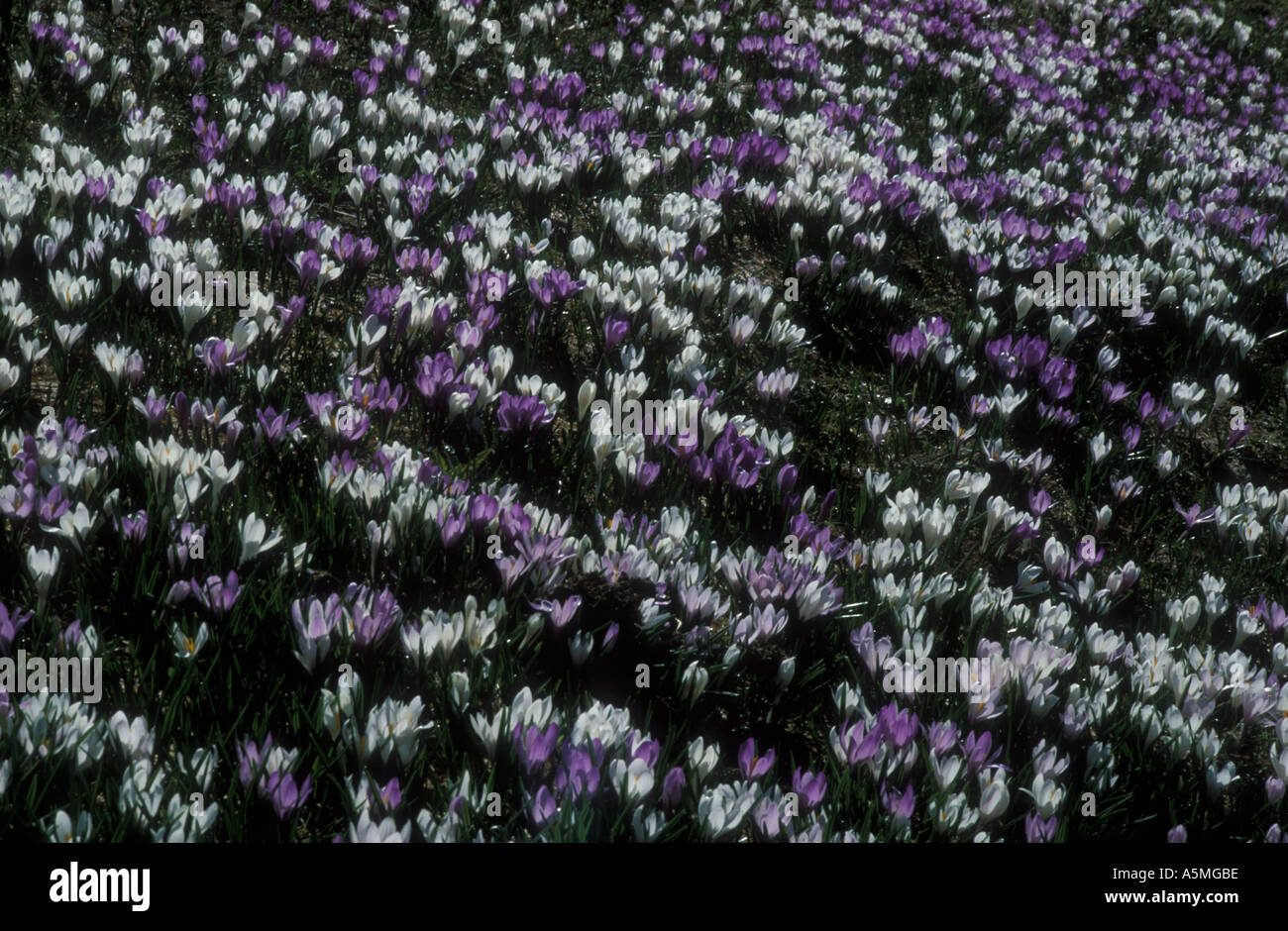 Wiese mit Fruehlings Safran Krokus Crocus Albiflorus Kit Iridaceae Berner Alpen der Schweiz Stockfoto