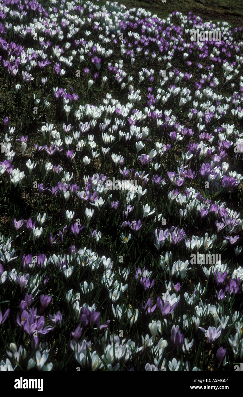 Fruehlings-Safran-Krokus Crocus Albiflorus Kit Iridaceae Berner Alpen der Schweiz Stockfoto