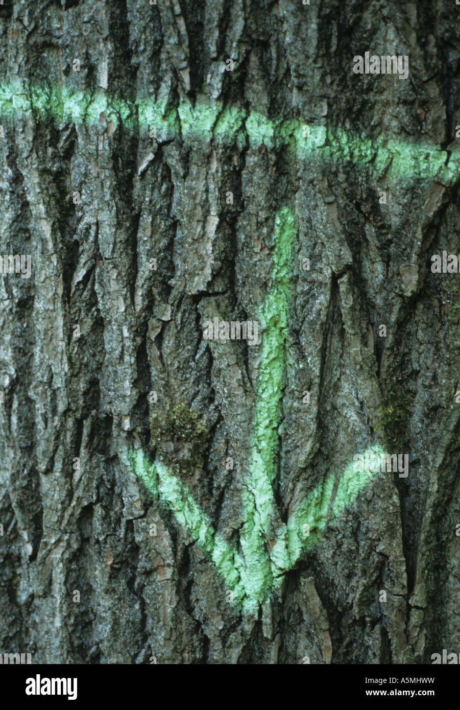 Grüner Pfeil Baumrinde Radium Zeigen Hinweisen Hinzeigen Wegweiser Wegweiser Zeichen zeigen den Weg Hinweiszeichen Hinweis Zeichen M Stockfoto