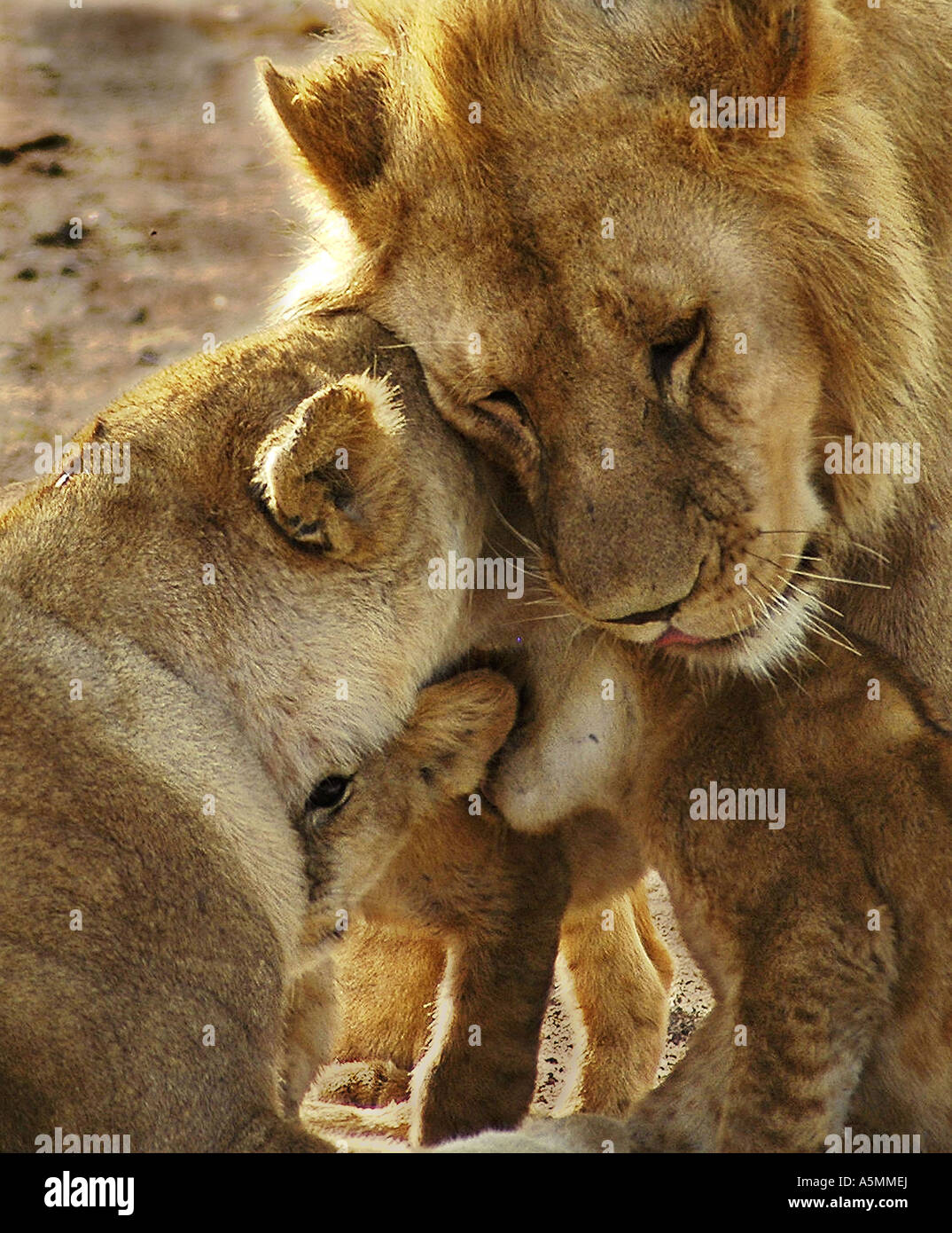 eine schöne Löwenfamilie in eine romantische Szene im Serengeti-Park in Tansania Säugetier Tier Tiere Säugetiere Tier genommen Stockfoto
