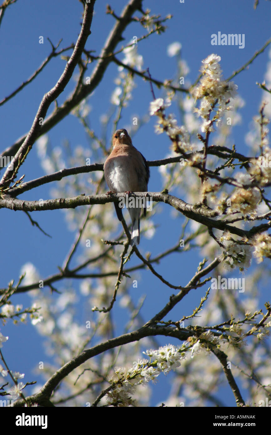 Garten Vogel sitzend in Peach Blossom Stockfoto