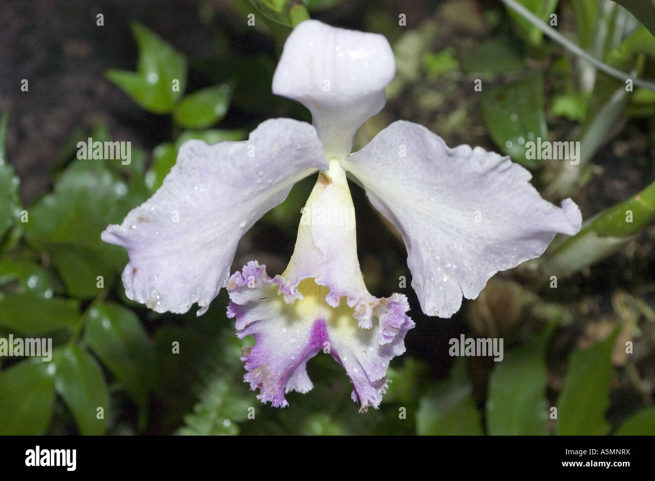 Blau violett weiß der Orchideenblüten Stockfoto