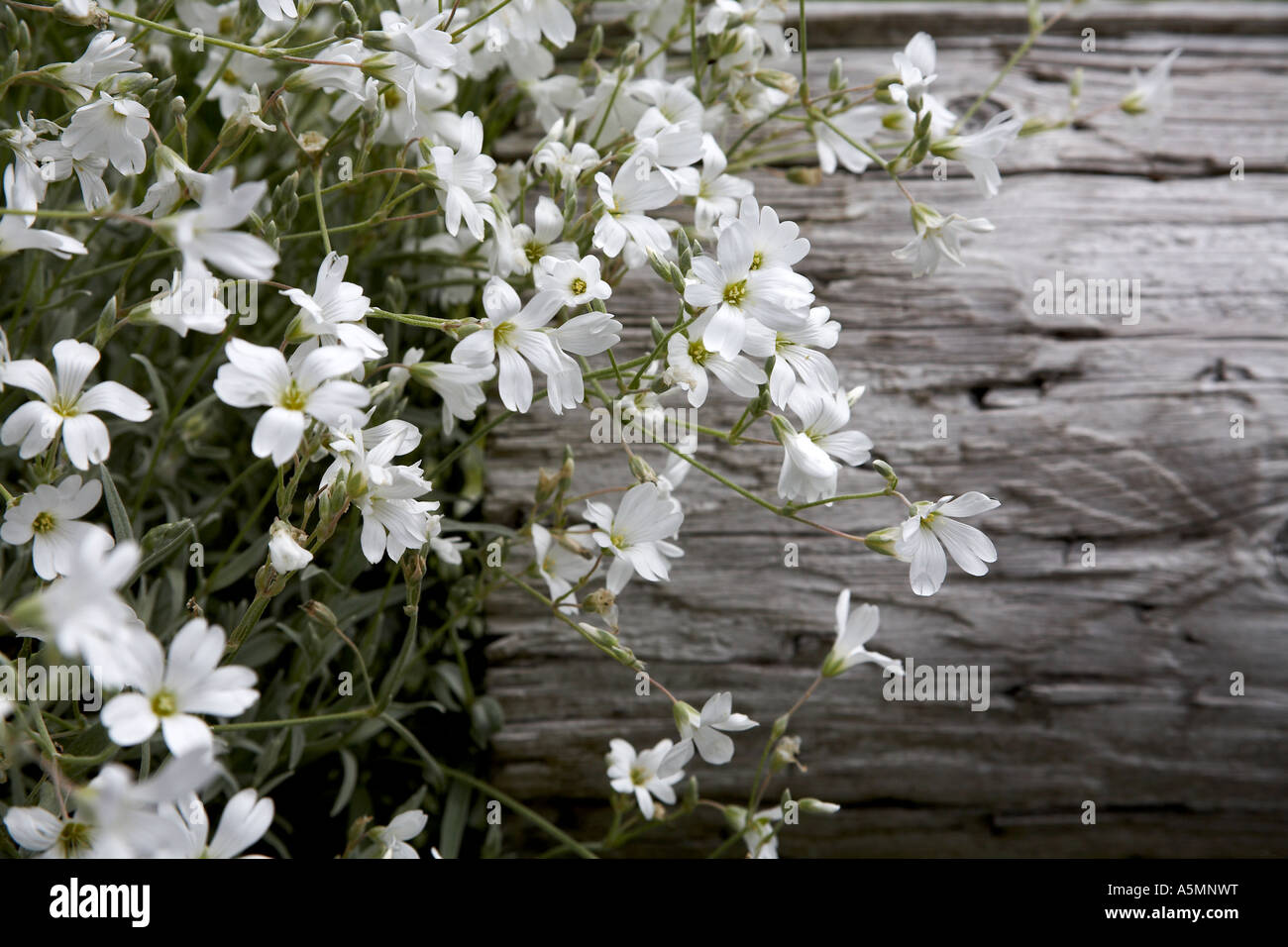 Weiße Blumen auf Holz Hintergrund Stockfoto