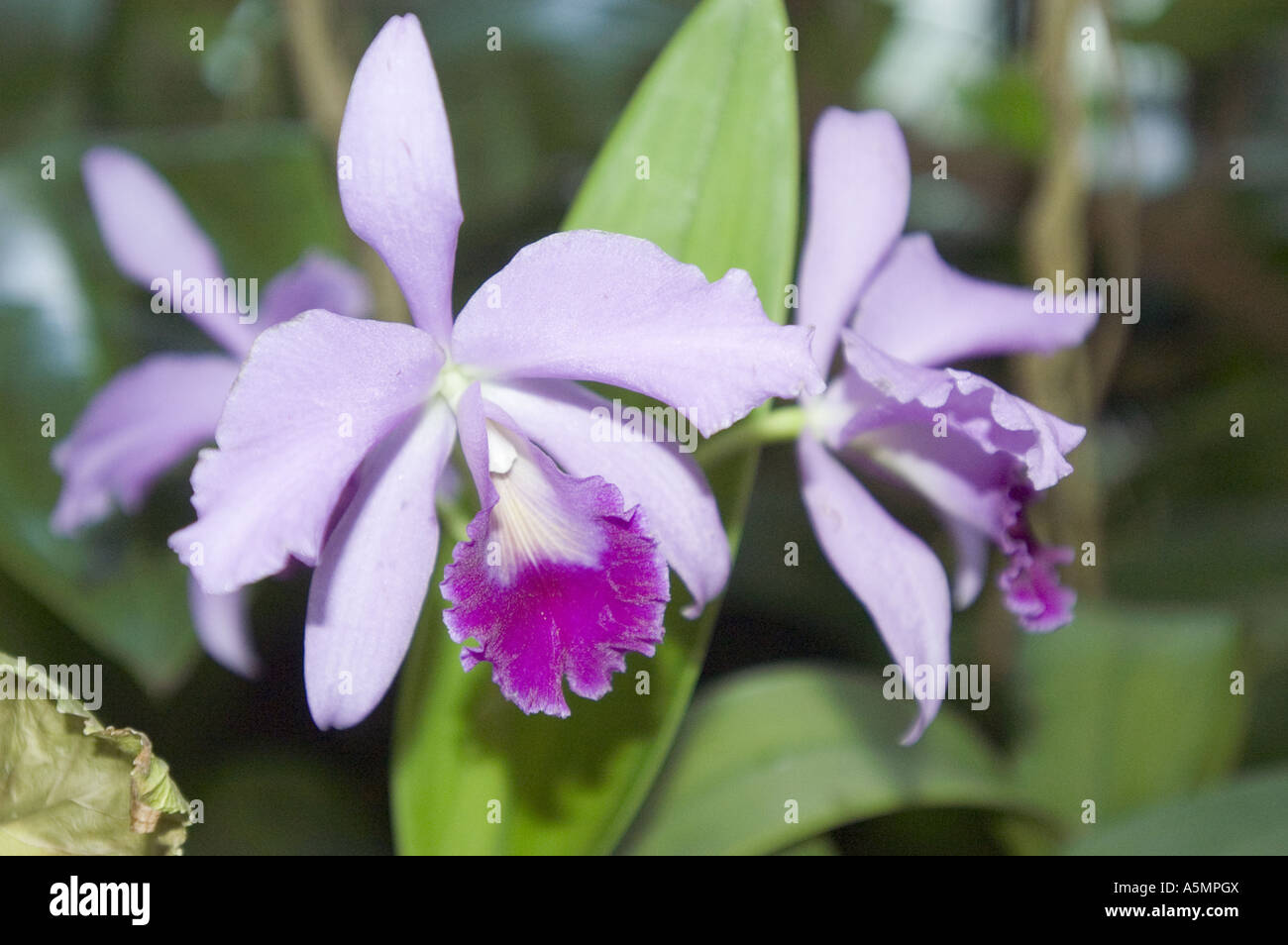 Blau violett paar Orchideenblüten Stockfoto