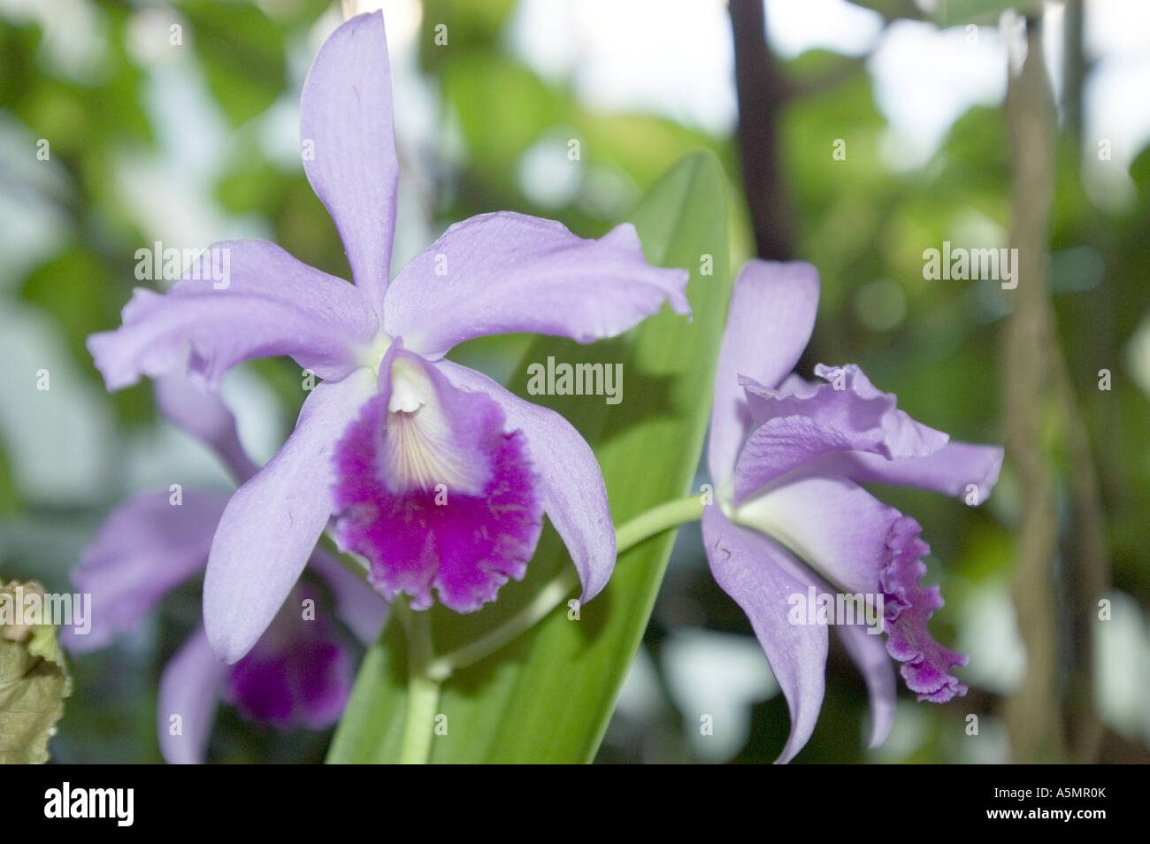 Blau violett paar Orchideenblüten Stockfoto