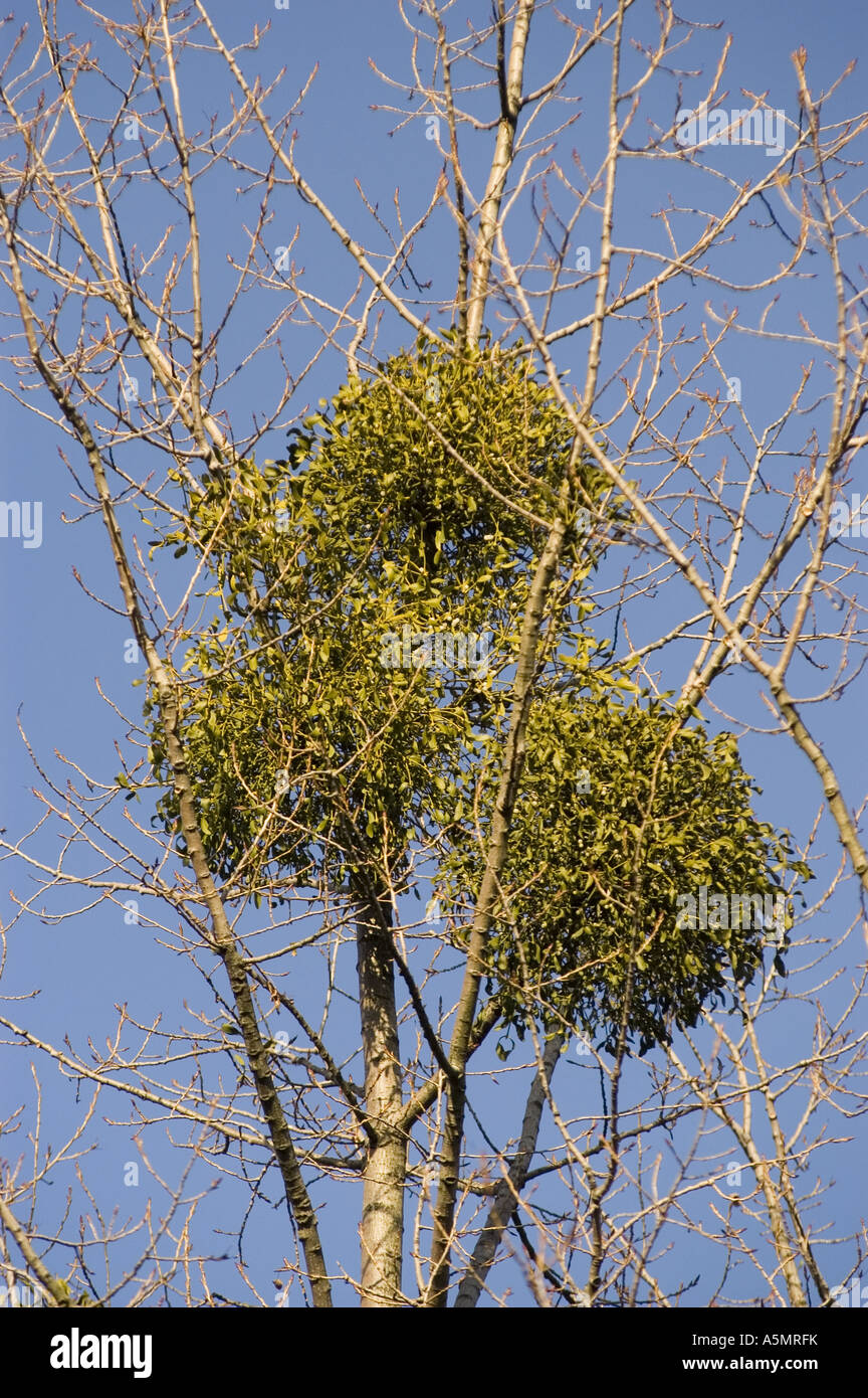 Mistel - Viscum Album auf Baum mit blauem Himmelshintergrund Stockfoto