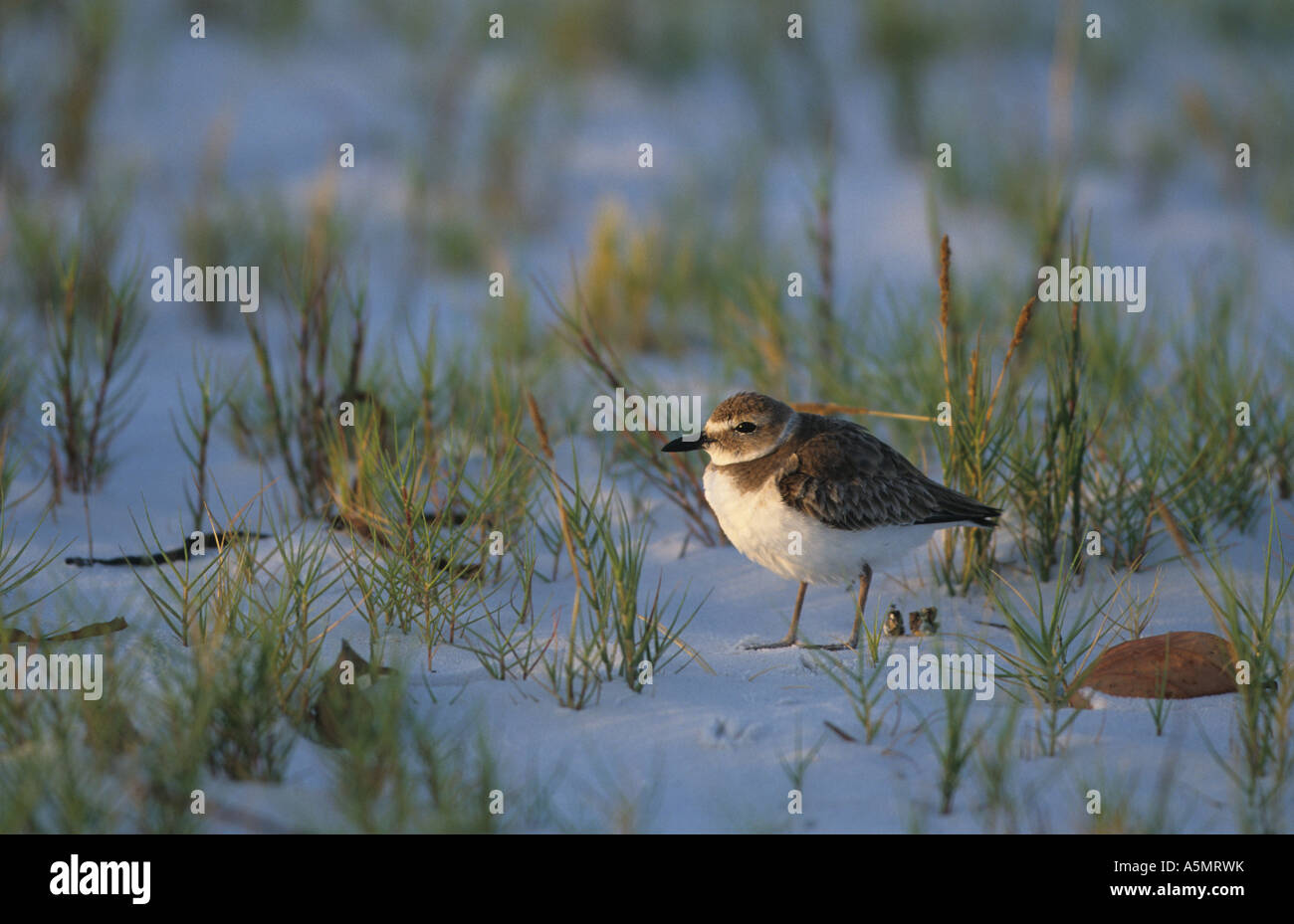 Wilsons Regenpfeifer Charadius Wilsonia Erwachsene Winterkleid Florida U S A Stockfoto