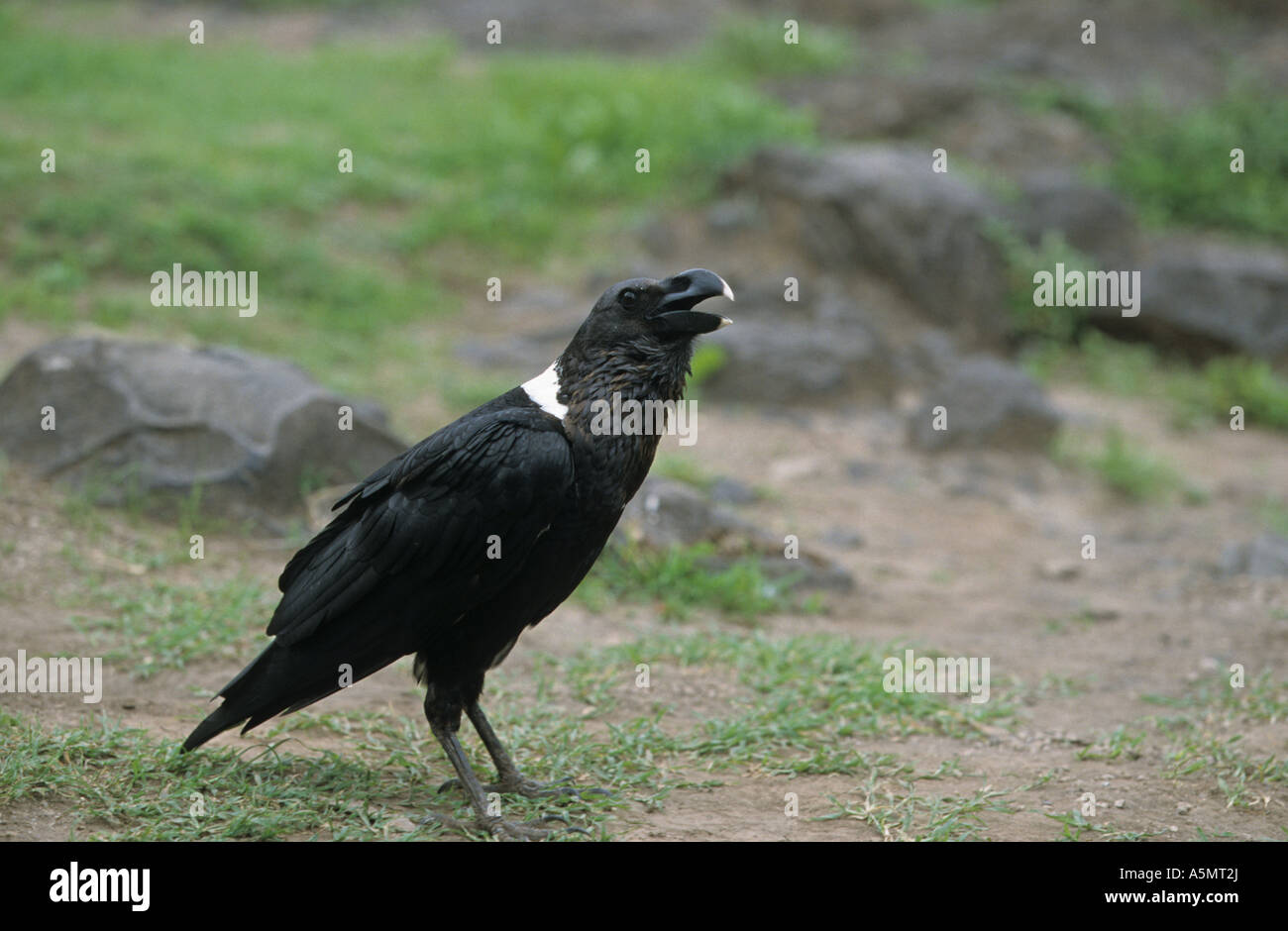 Weiße Himalaja-Raven Corvus Albicollis am Boden Berufung Stockfoto