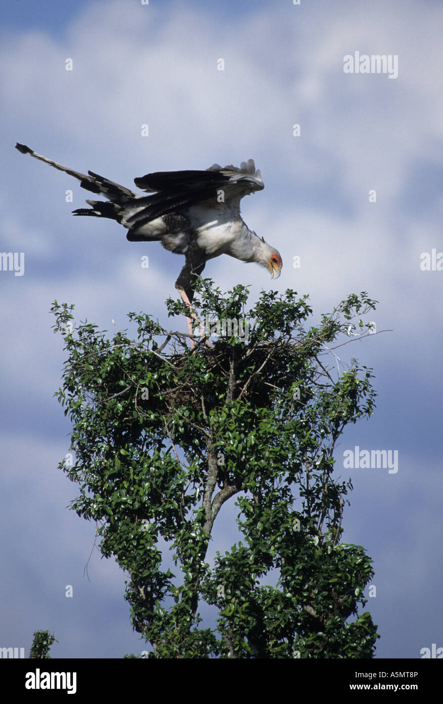 Sekretär Vogel Schütze Serpentarius am Nest Kenia Stockfoto