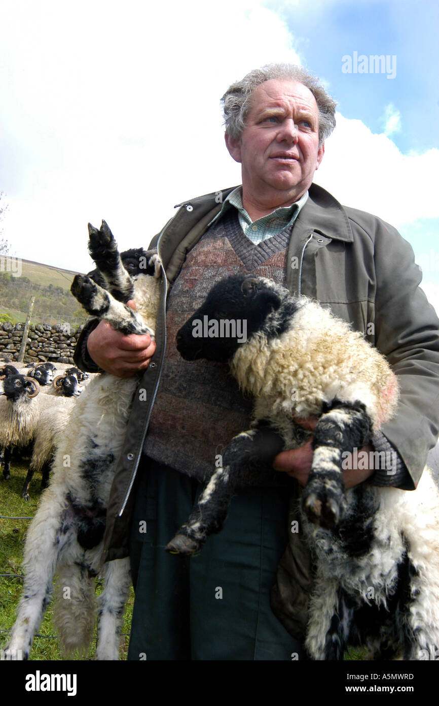 Landwirt hebt zwei Lämmer North Yorkshire UK Stockfoto