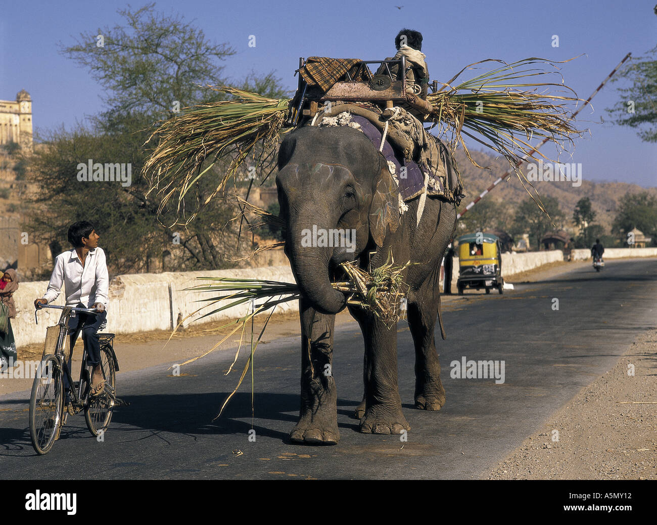 Elefant mit Reiter auf Straße in der Nähe von Amber Fort Jaipur Rajasthan Indien Stockfoto